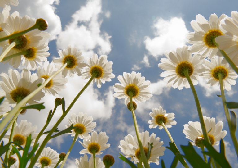Daisies